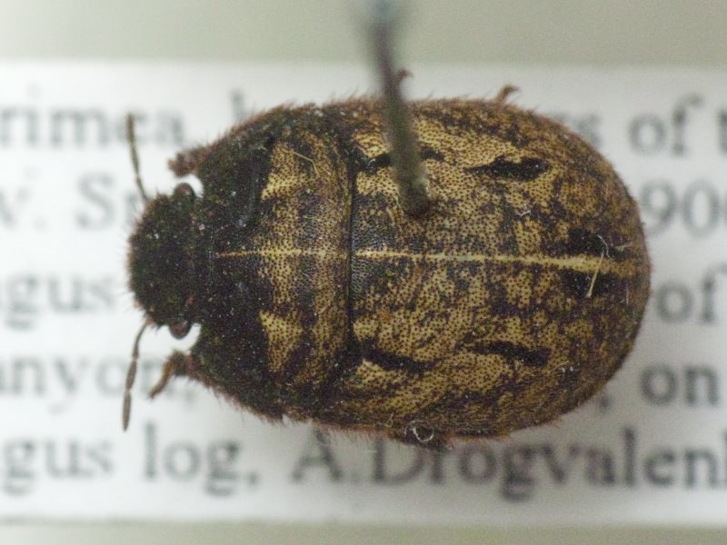 Odontoscelis (Odontoscelis) fuliginosa (Linnaeus, 1761)